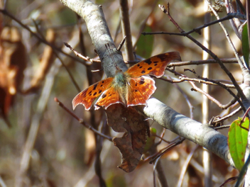 Question Mark mating pair